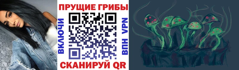 Купить где  Судогда  Галлюциногенные грибы Psilocybine cubensis 
